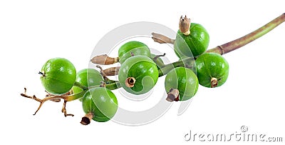 Thai Cardamom Amomum krevanh isolated on white Stock Photo