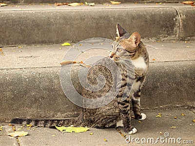 Thai cat on cement stair Stock Photo