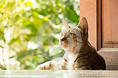 Thai Cat at Door Stock Photo