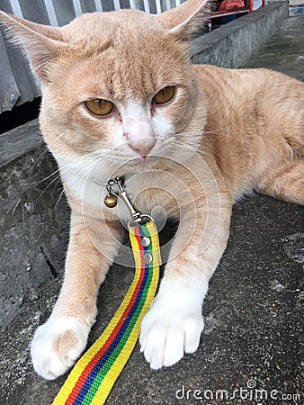 Thai Cat Stock Photo