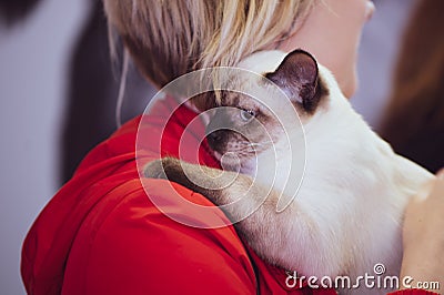 Thai cat in the hands of the owner, exhibition of pet Stock Photo