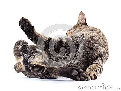 Thai cat Stock Photo