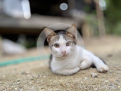 Thai cats are kept for beauty. Stock Photo