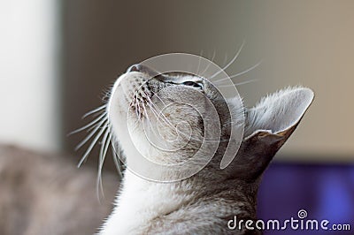 Thai cats, Thailand cat looking up, yellow eyes, looking sky. Stock Photo