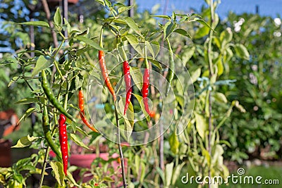 Thai chili peppers ripening Stock Photo