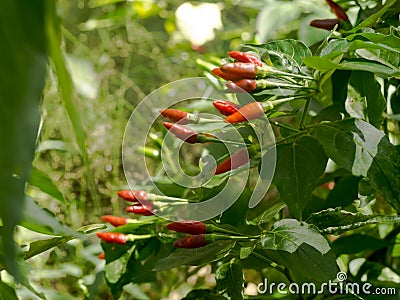 Thai chilli tree. Stock Photo