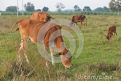 Thai cows are eating green grass in the medow iin Thailand Stock Photo