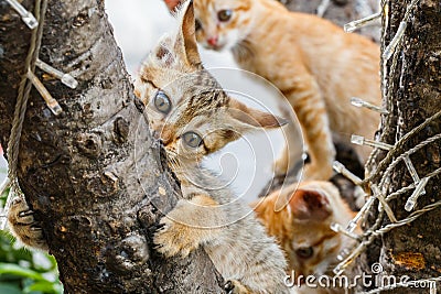 Thai cute naughty cat Stock Photo