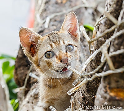 Thai cute naughty cat Stock Photo