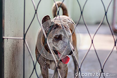 Thai dog in cage Stock Photo