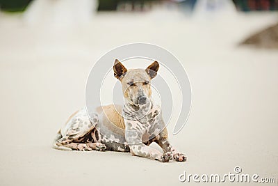 Thai dog lies on beach of Thailand. pet of the sea. Stock Photo