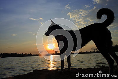 Thai Dog Riverside at sunset Stock Photo