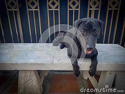 Thai dog temple black color waiting food from people Stock Photo