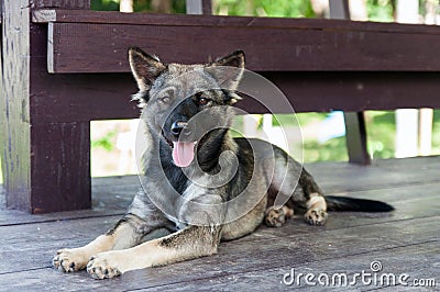 Thai dogs, dark gray hair, brown eyes, looking friendly at us Stock Photo
