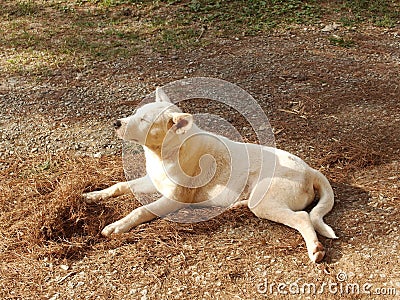 Thai dogs Stock Photo