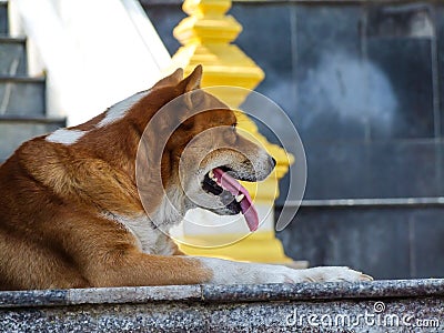 Thai dogs Stock Photo