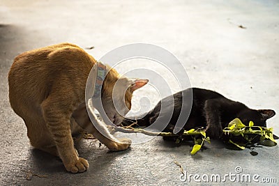 Thai domestic cats eating indian nettle root and catnip Stock Photo