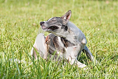 Thai domestic dog scratching its face on green grass Stock Photo
