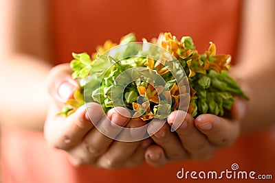 Thai edible flowers (cowslip creeper, Tonkin jasmine or Pakalana vine) with hand Stock Photo