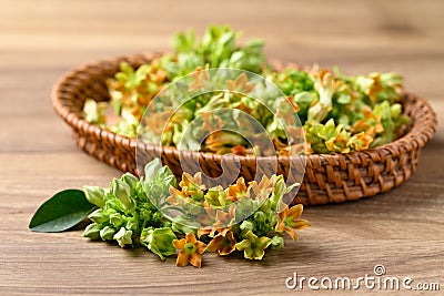 Thai edible flowers (cowslip creeper, Tonkin jasmine or Pakalana vine) Stock Photo