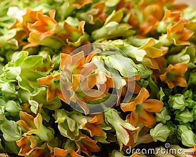 Thai edible flowers (cowslip creeper, Tonkin jasmine or Pakalana vine) Stock Photo
