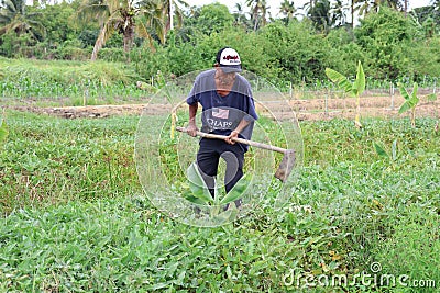 Thai elderly farmer smiling happily in the garden 21Jun 2023 Nakhon Pathom, Thailand Editorial Stock Photo