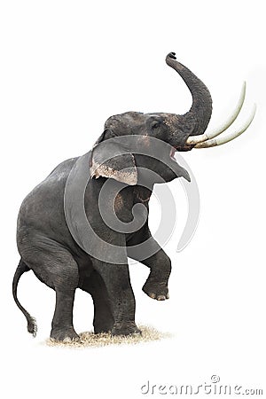 Thai elephant in action show 2 Stock Photo