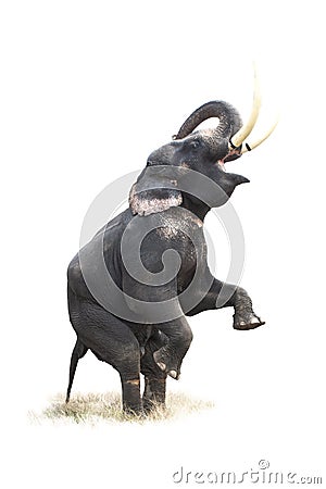 Thai elephant in action show 10 Stock Photo