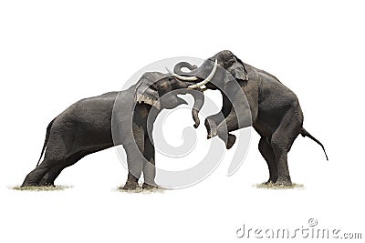 Thai elephant in action show 5 Stock Photo