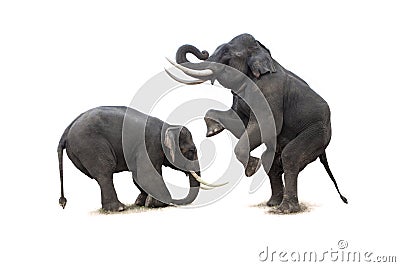 Thai elephant in action show 6 Stock Photo