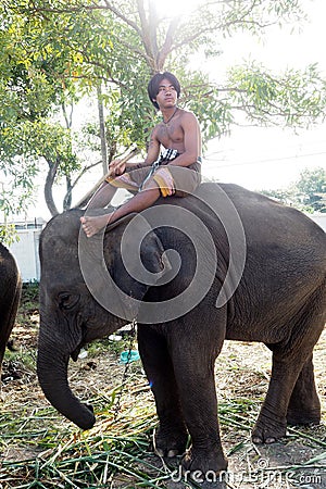 Thai elephant Editorial Stock Photo