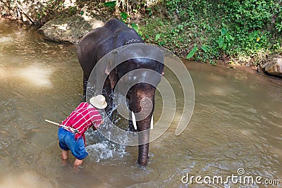 Thai elephant was take a bath with mahout Editorial Stock Photo