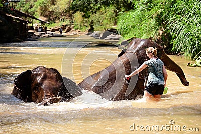 Thai elephant was take a bath with mahout elephant driver , elephant keeper in Maesa elephant camp , Chiang Mai , Thailand, Asia Editorial Stock Photo