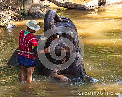 Thai elephant was take a bath with mahout (elephant driver , elephant keeper ) in Maesa elephant camp , Chiang Mai , Thailand Editorial Stock Photo