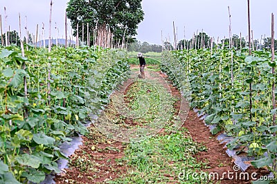 Thai farmer in black shirt weeding in melon plantation Editorial Stock Photo