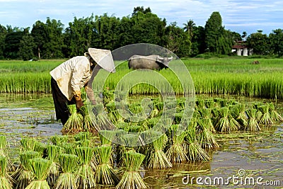 Thai Farmer with Buffalo Stock Photo