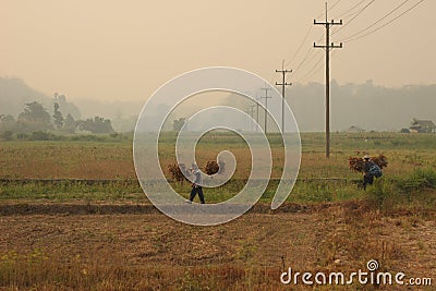 Thai farmer carrying their hand harvested crop of soybeans in to be processed on their organic farm in Northern Thailand, Editorial Stock Photo