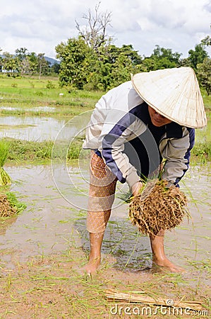 Thai farmer in new agricultural season. Editorial Stock Photo