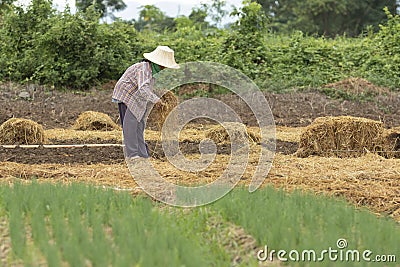 Thai farmer planting organic vegetable with dry rice straw Editorial Stock Photo