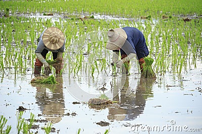 Thai farmer planting young paddy in agriculture field Stock Photo