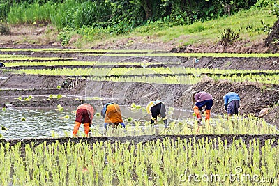 Thai farmers planting rice Editorial Stock Photo