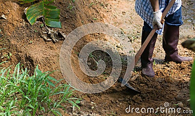 Thai farmers are taking care of agricultural production Stock Photo