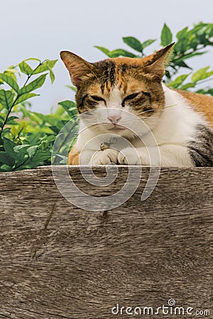 Thai fattened cats on wooden wall with tree background used as background image Stock Photo