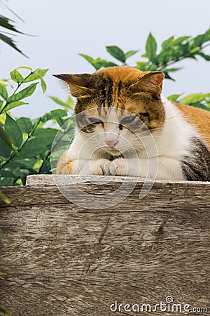 Thai fattened cats on wooden wall with tree background used as background image Stock Photo