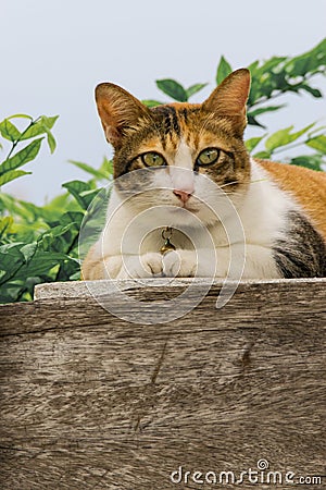 Thai fattened cats on wooden wall with tree background used as background image Stock Photo