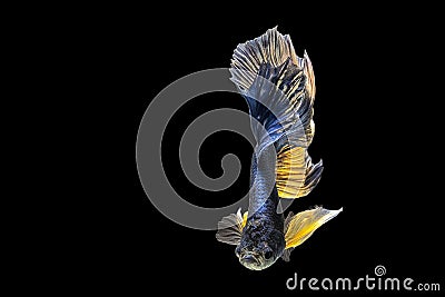 Thai Fighters Fish Long tail, white, blue, Yellow Swimming look Stock Photo