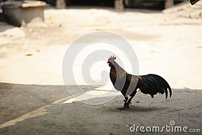 A Thai fighting Rooster standing on a dirt path in a village in Northern Thailand Stock Photo