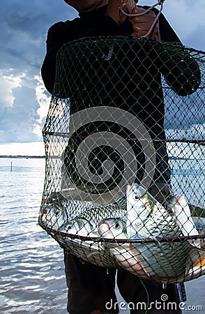 Thai fisherman holding a shoal of big Common Silver barb in a fish net Stock Photo