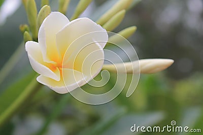 Thai flower Stock Photo