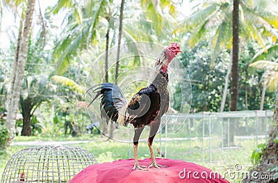 Thai gamecock standing on the house. Stock Photo